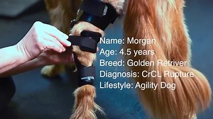 Will she run again? Compete in Agility Trials? Stay Tuned.... GoHeroGo.com | Hero Braces