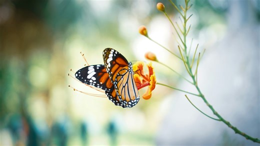 Spotlight SWFL: Where to see butterflies locally this spring