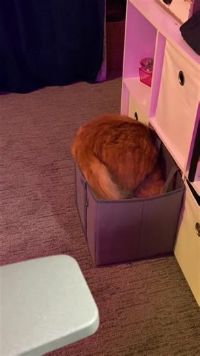 #orangecatbehavior #catsoftiktok #nexttome