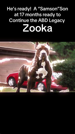 #xlbully #bullies #xlbullies #xlbullynation