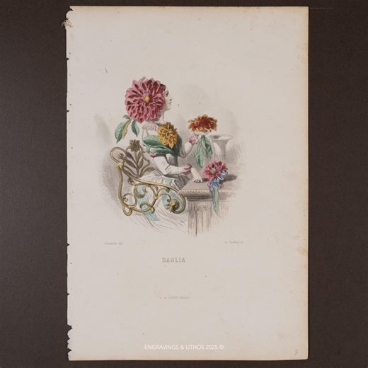 1867 Dahlia – Hand-colored Plate From "les Fleurs Animees by J.J. Grandville – Flowers Wall Decor! - Etsy