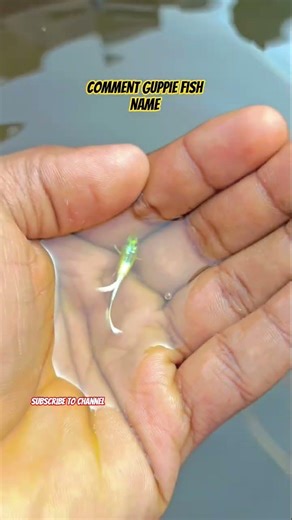 GUPPY FISH || outdoor guppie fish planted set-up 😊 male 🤯 #shorts #trending #viral #cute #live #2025