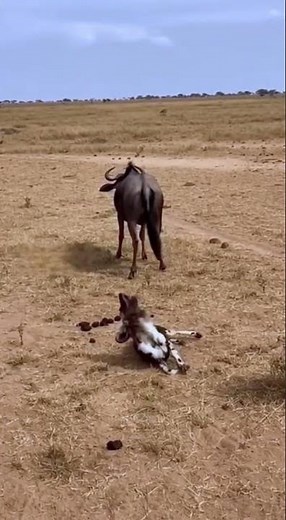 Unexpected Chain Reaction: Wildebeest Defends, Lion Strikes the African Wild Dog #Unexpected