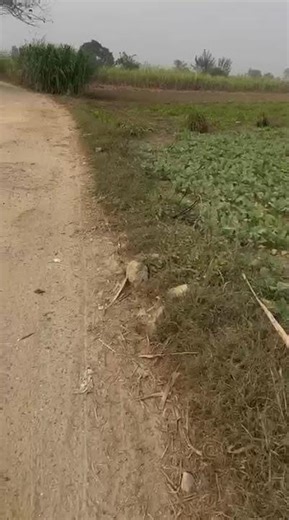 📢 LAND FOR SALE – NH-9, JOYA (Chak Rustampur, Uttar Pradesh)Premium Investment |