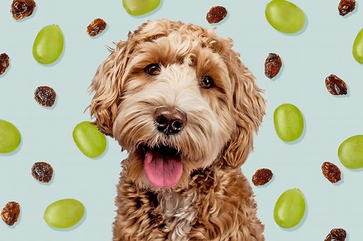 Can Dogs Eat Grapes? Here's Why Grapes and Raisins Are So Dangerous for Dogs