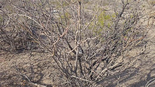 Discovering Mesquite and Greasewood Trees in the Desert