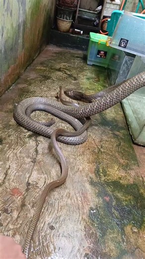 pian on Instagram: "tumbo mam koros #feedingsnakes #ophiophagusbungarus #kingcobra #ptyas #kingtumbo"
