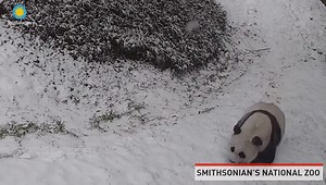 21K views · 569 reactions | ¡Lo más lindo que verán hoy! Un hermoso oso panda quedó grabado disfrutando de la nieve, en el video se ve como hace piruetas y se desliza en lo que parece un momento bastante relajante para el Panda. ¿Qué tal? | Memes yo me llamo | Facebook