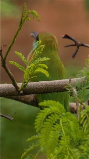 Bee Eater Catching Prey | Wildlife Videography in India | Wild Lens Pro