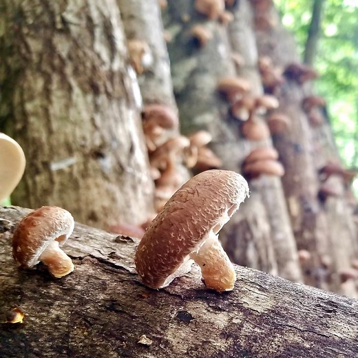Organic Shiitake Mushroom Sawdust Spawn | North Spore