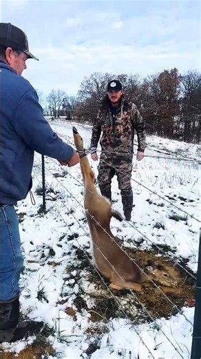 Whitetail Yearling Hung Up In Fence!!! #deer #fence #animalhunting #chasse #wildlife #deerhunting