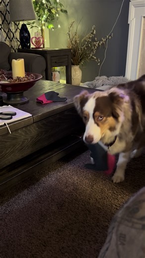 Training with Lacey: Progress Updates and Tips