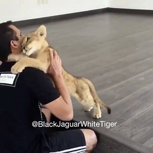 398K views · 17K reactions | My Baby Maya through time. Some things never change... #BabyMayaBJWT #JuliosPrideBJWT #SaveLions #blackjaguarwhitetiger #BJWTclassics | The Black Jaguar-White Tiger Foundation | Facebook