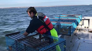 3K views · 69 reactions | Here’s what a full lobster trap looks like. | The News | Facebook