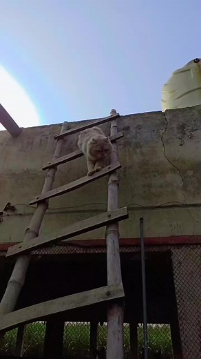 Light-Colored Cat Climbing a Wooden Ladder