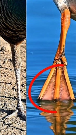 Why Can a Peacock Drown in Water? 😱