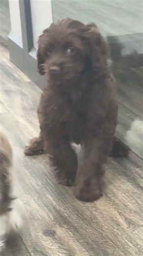 Puppy Race Gone Wrong! 😂 Fern the Cockapoo vs Ripple the Cocker Spaniel at Petland Alpharetta 🐶🏁