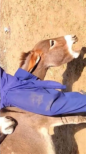 #donkey #animals #videoshort #viralvideo