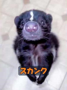 スカンクは本当に臭いですか？ #animals #動物プロダクション #自然