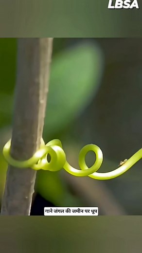 28K views · 460 reactions | Climbing Plants Explained #lifeboatscienceacademy #knowledge #facts #botany | Life Boat Science Academy | Facebook