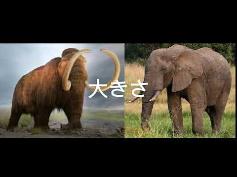 マンモスVSアフリカゾウ #強さ比べ