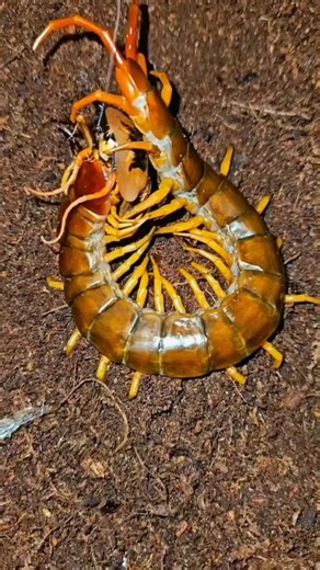 14K views · 134 reactions | Scolopendra dehaani – Albtraum mit...