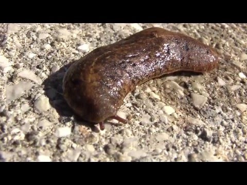 Lapa o Babosa Puertorriqueña (Veronicella portoricensis) Puerto Rican Slug