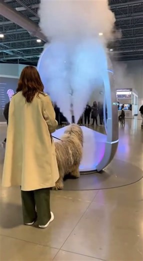 Dubai's newest dog-style machine ! #pets #grooming #modern #luxury