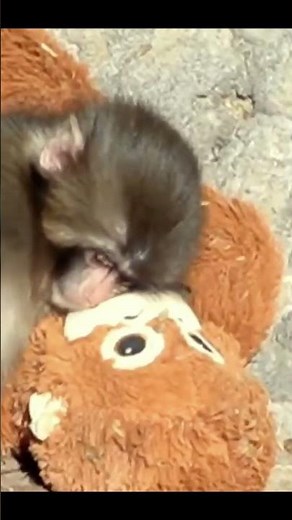 Monkey species: The little monkey protects and plays with the stuffed monkey like a friend.