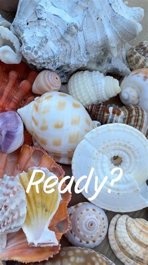 Name these?? 🐚 Special SE FL Shells 😍