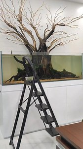 180x60x60cm Tank 🇵🇭 our website: chaseaquatics.com #ChaseAquatics #ChaseAquascape #Chase #ChaseNatureGallery #sliceofnaturebychaseaquatics #art #NaturePond #KoiPond #aquascape #Terrarium #Vivarium #aquascaping #Paludarium #FishPond #SliceOfNature #natureaquarium #aquarium #aquariumhobby #plantedtank #plantedaquarium #freshwatertank #Nature #HouseDesign #ArchiNature #fb #discus Our Gallery Location📍Near SLEX, just take Carmona Exit, Unit 8 lot E/F Paseo De Carmona, Governors Drive Maduya Carmo