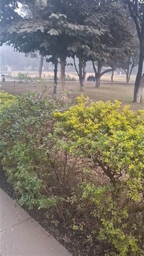 Rose garden Chandigarh |Beautiful View |AWESOME mausam #trending #ytshorts #greenlove #shorts #flowr