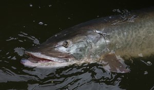 Kinkaid Lake's Muskie Madness - Game & Fish