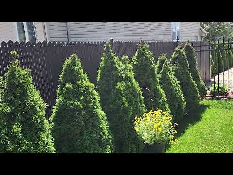 Thuja Occidentalis Smaragd - after 5 years