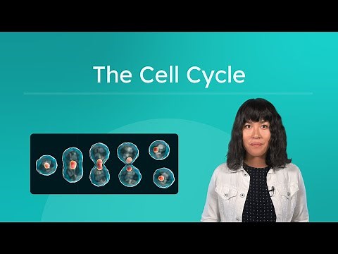 The Cell Cycle - Steps of Cell Division