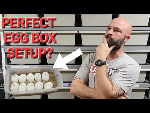 How To Setup an Egg Box for Incubation of Ball Python or Reptile Eggs
