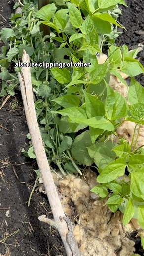 What’s your favorite kind of mulch to use? Do you have any good free or inexpensive sources of mulch? You can check out that article on safely using cardboard as mulch here: https://www.motherearthnews.com/organic-gardening/gardening-techniques/is-cardboard-mulch-toxic-zm0z24jjzols/ 🌿 We hope your garden is growing well! #motherearthnews #motherearthnewsmagazine #homestead #homesteading #organicgardening ##growyourownfpod #growfood #growfoodnotlawns #growyoutown #homesteadingonabudget #garden #