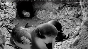5.1K views · 327 reactions | Watch this breeding pair of Bermuda Petrels preen one another as they nuzzle up close to the Bermuda Cahow cam. The start of November marks a one-month courtship period where breeding pairs return to their nesting burrows to court and mate before departing again until the January egg-laying period. Go inside the burrow LIVE at AllAboutBirds.org/Cahows | Bird Cams | Facebook