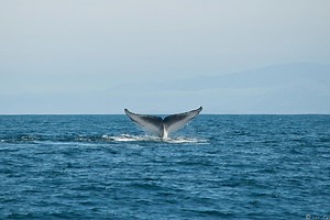 Why Whale Poop Matters More Than You Might Think
