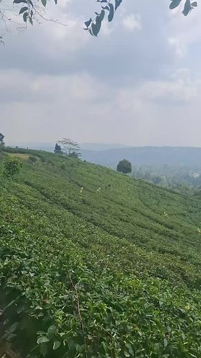 Lagu Sunda Viral di TikTok Untuk Semua