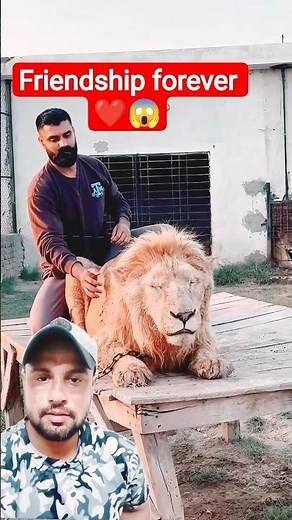 Love between man and animal! ❤️(@usamastigers9532) #lion #shortvideo #trendingshorts #officalvideo