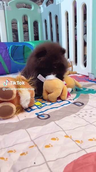 Chocolate pomeranian teddy bear 🐻🤎🍫 Pedigree FCI Worldwide shipping ✈️#pomeranian #puppy #pomeranianspitz #cutepuppy