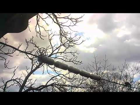 Preventing a Rat Roof Access - Critter Guard’s Line Guard in Action | Customer Submitted Video