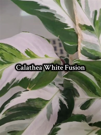 Calathea White Fusion — elegance you can feel 🌿🤍 Soft, calming, and effortlessly beautiful… this is more than a plant, it’s a whole mood. Calathea White Fusion — $325 🪴 Gold Metal Stand Pot (Small) — $395 🪴 Gold Metal Stand Pot (Large) — $450 Come visit The Green Farmer — where plants are grown with care and sold with pride 🌿 📅📞 432 3450 📍14 Ramai Trace, Debe, Trinidad and Tobago (search Waze or Google Maps for The Green Farmer) 🚚 Delivery available across T&T Linx and credit cards acce