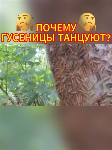 Why Do Caterpillars Dance?