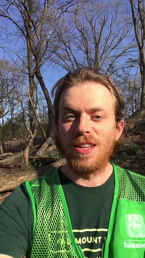 Maximizing Tree Growth Through Live Staking