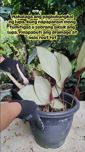 Calathea Care Guide #usefultips #tipsntricks #houseplants #homegardening
