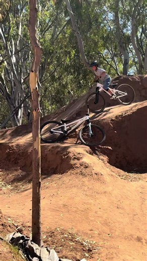 Explore the World of Yew Trees and Their Benefits