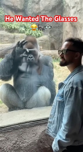 Gorilla Reacts To Visitor’s Sunglasses In The Funniest Way😂 #subcribe #gorilla #zoo #shortvideo