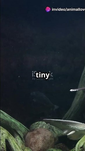 The Incredible Paddlefish: America's Ancient Aquatic Marvel